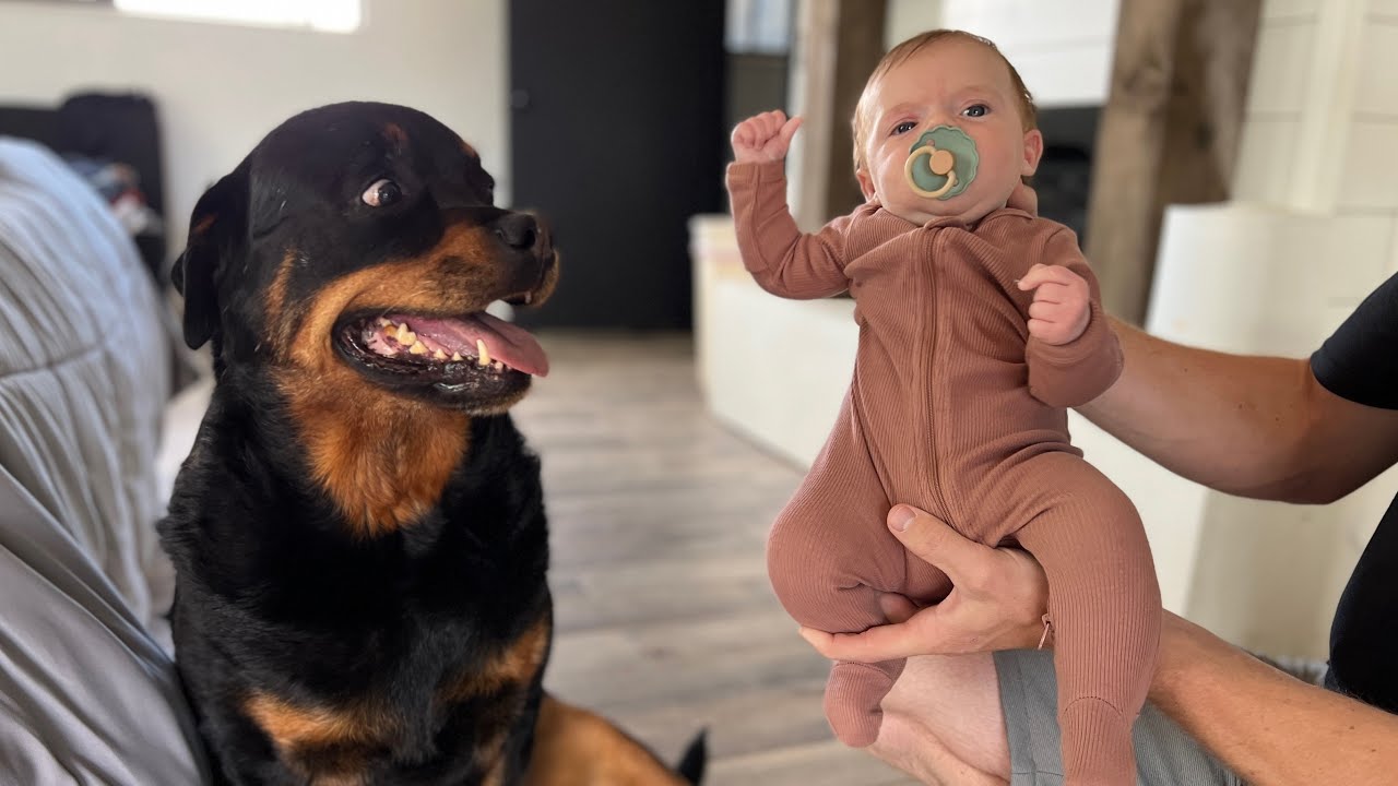 How To Introduce Rottweiler To NEW BABY!