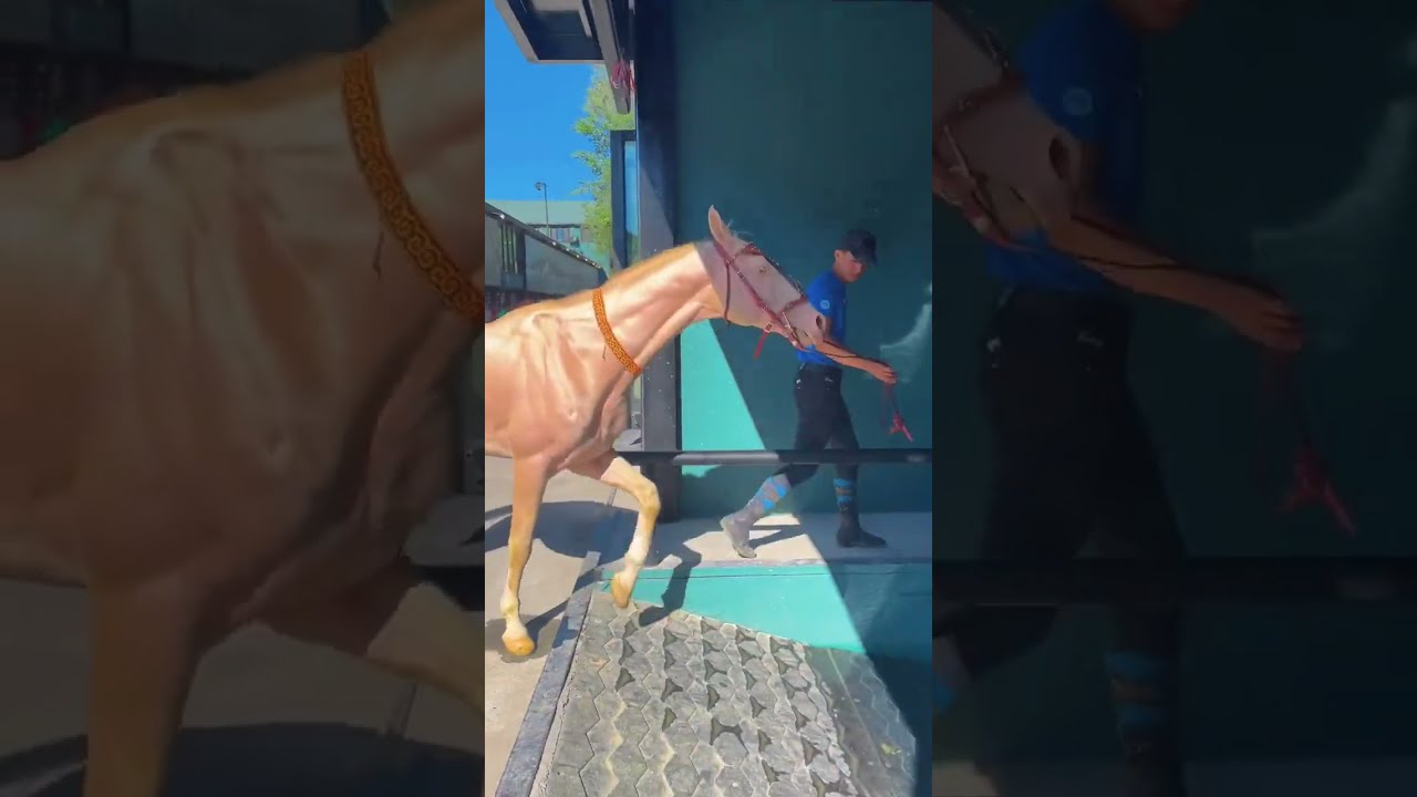 Best Wild Horses Wild Horse #Animals #Shorts #3029