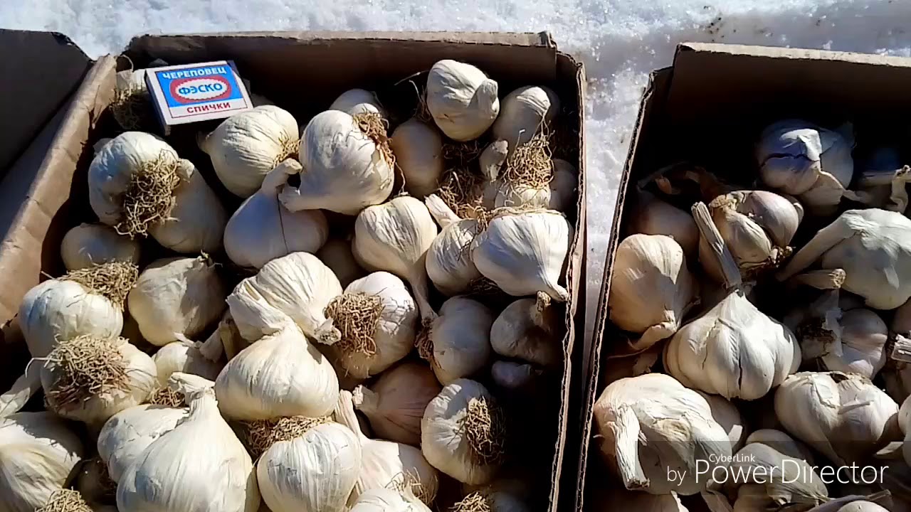 Яровой чеснок сорта 