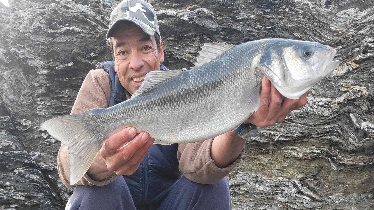PÊCHE du BAR aux LEURRES de SURFACE du BORD
