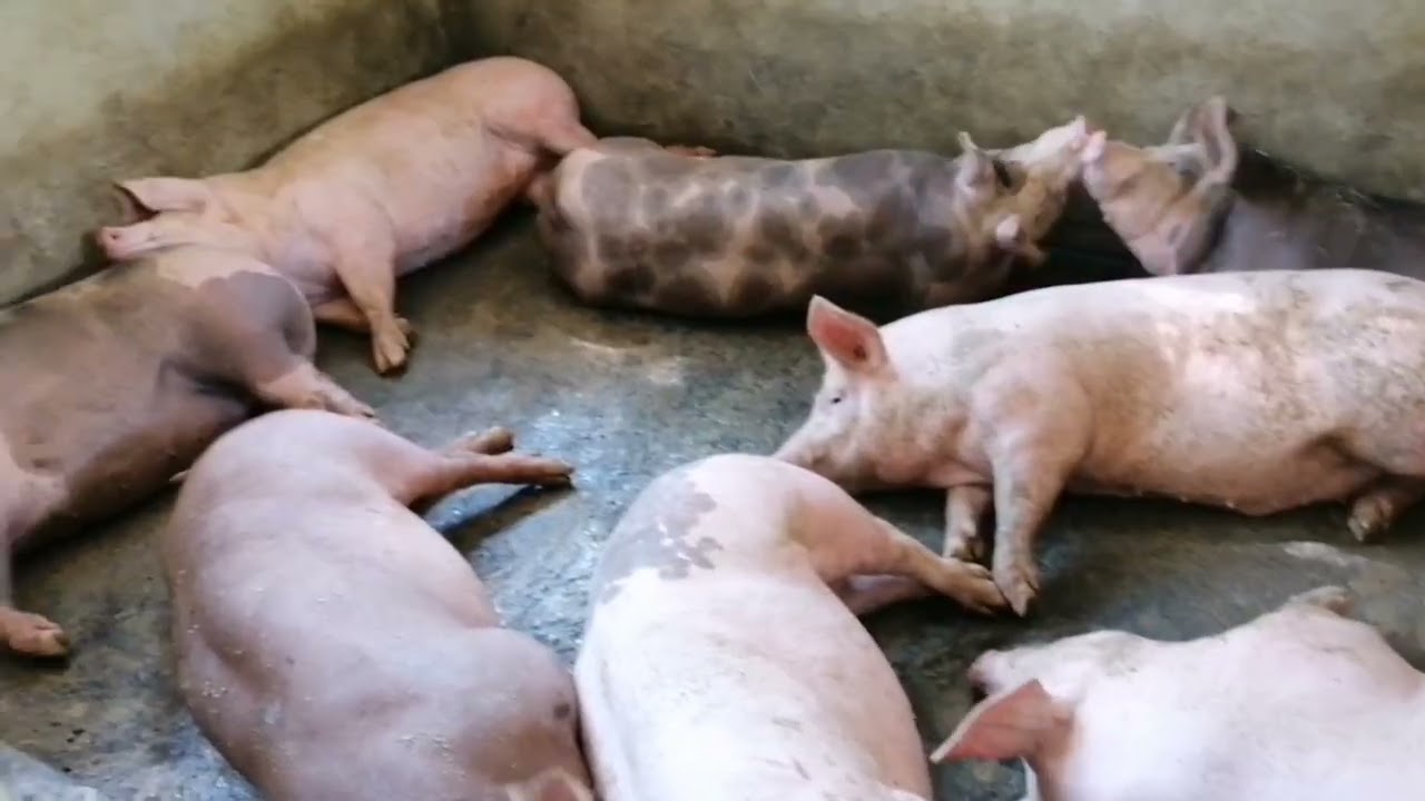 Visit sa farm 