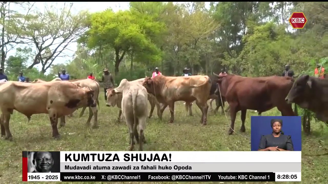 Mudavadi atuma zawadi za fahali huko Opoda kama shukrani kwa mchango wa Raila kwa nchi
