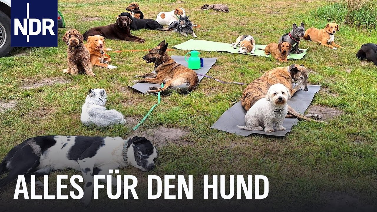 Hundestadt Hamburg: Hundesalon, Erste Hilfe, Tagesstätte und mehr | Die Nordreportage | NDR Doku
