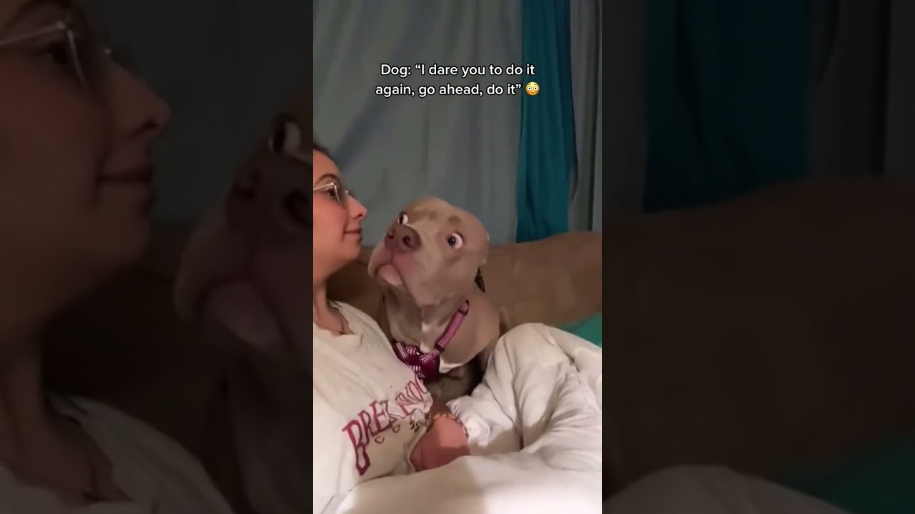Dog Can't Believe His Owner Can 'Bark' Back! 🐶🤣