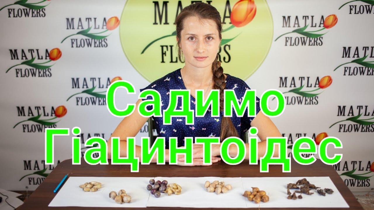 Гіацинтоідес вирощування та догляд
