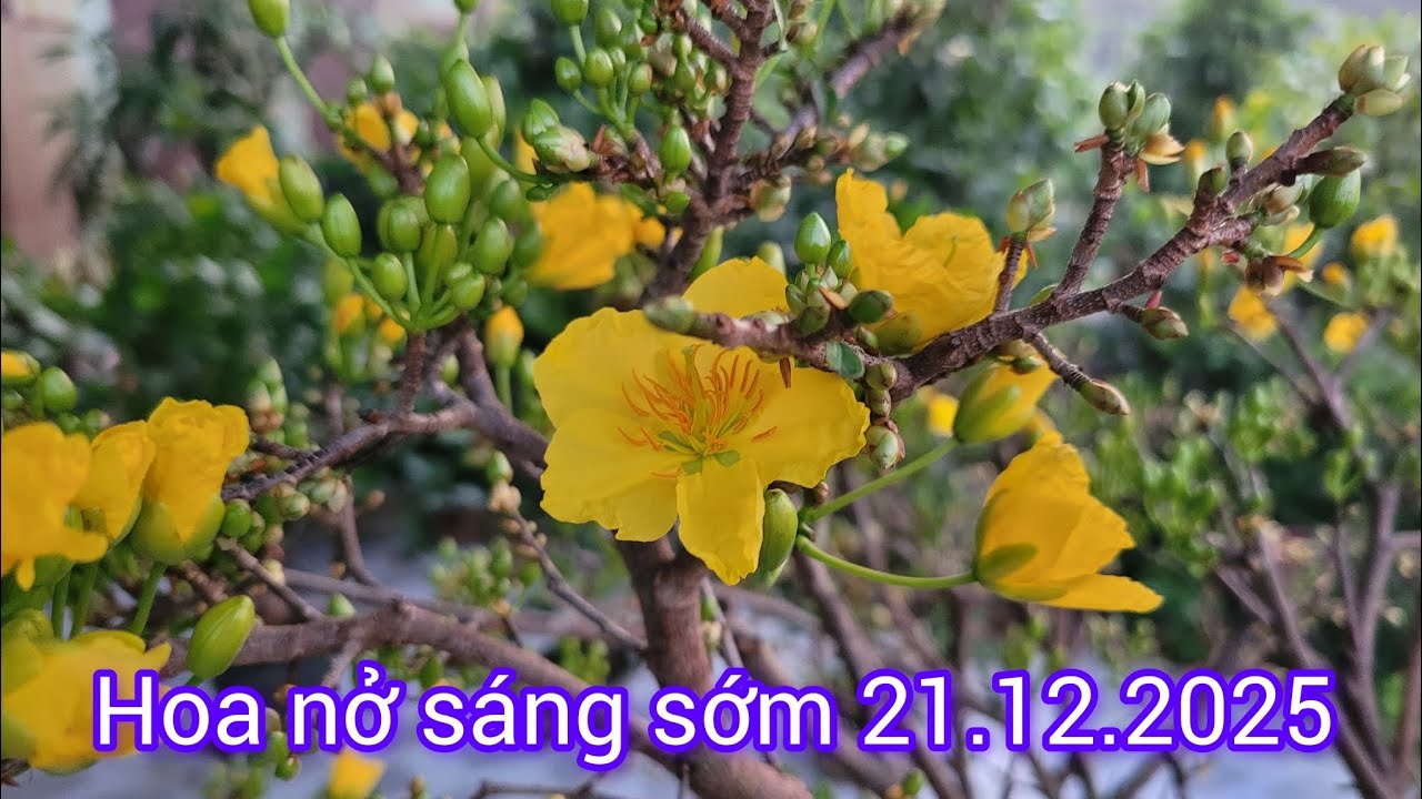 Cách ủ nhiệt cho mai dễ nở ở những vùng thời tiết lạnh