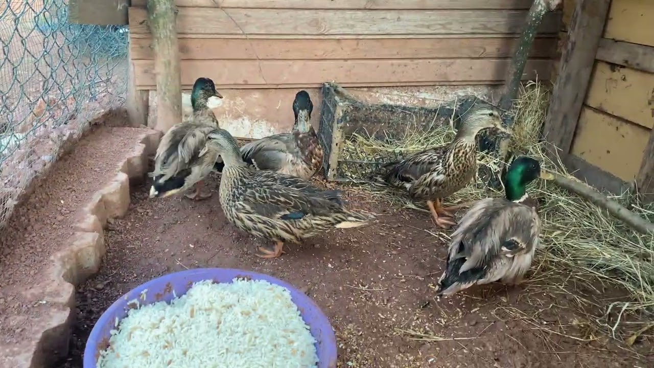 Ördeklerimize sonunda kümes yaptım #köy #ördek #doğa #tavuk #animals #duck #nature #pigeon #kamp