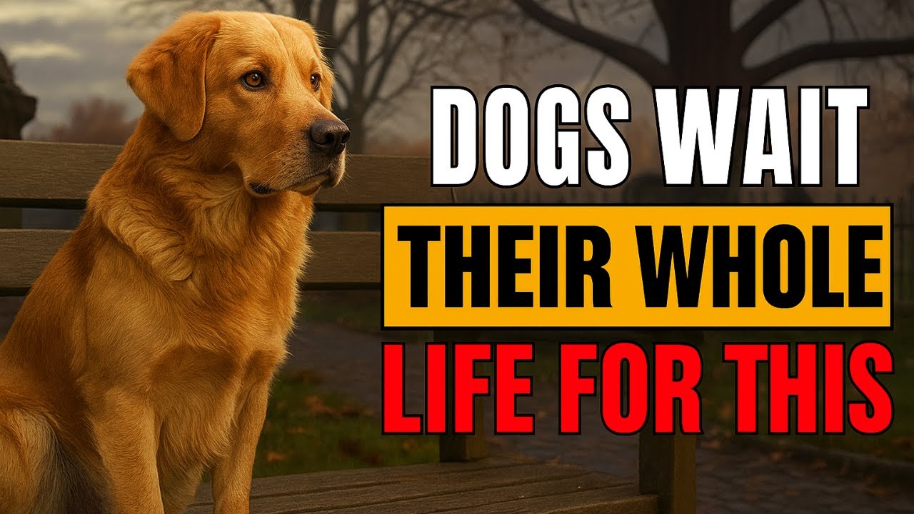 Dogs Dream of These 8 Moments — Most Humans Never