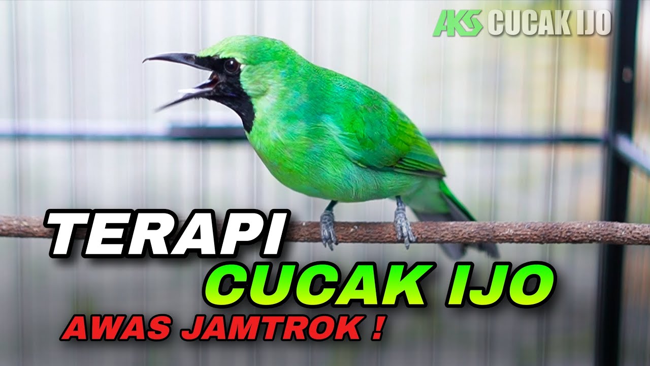 TERAPI CUCAK IJO GACOR FULL BUKA PARUH COCOK UNTUK PANCINGAN IJO BISU AGAR CEPAT JAMTROK