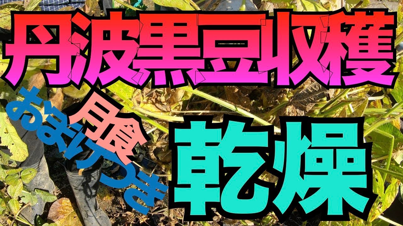 【家庭菜園】丹波黒豆の収穫と乾燥。玉ねぎの定植。おまけの皆既月食。2022.11.19。Japanese Weekend Farmer