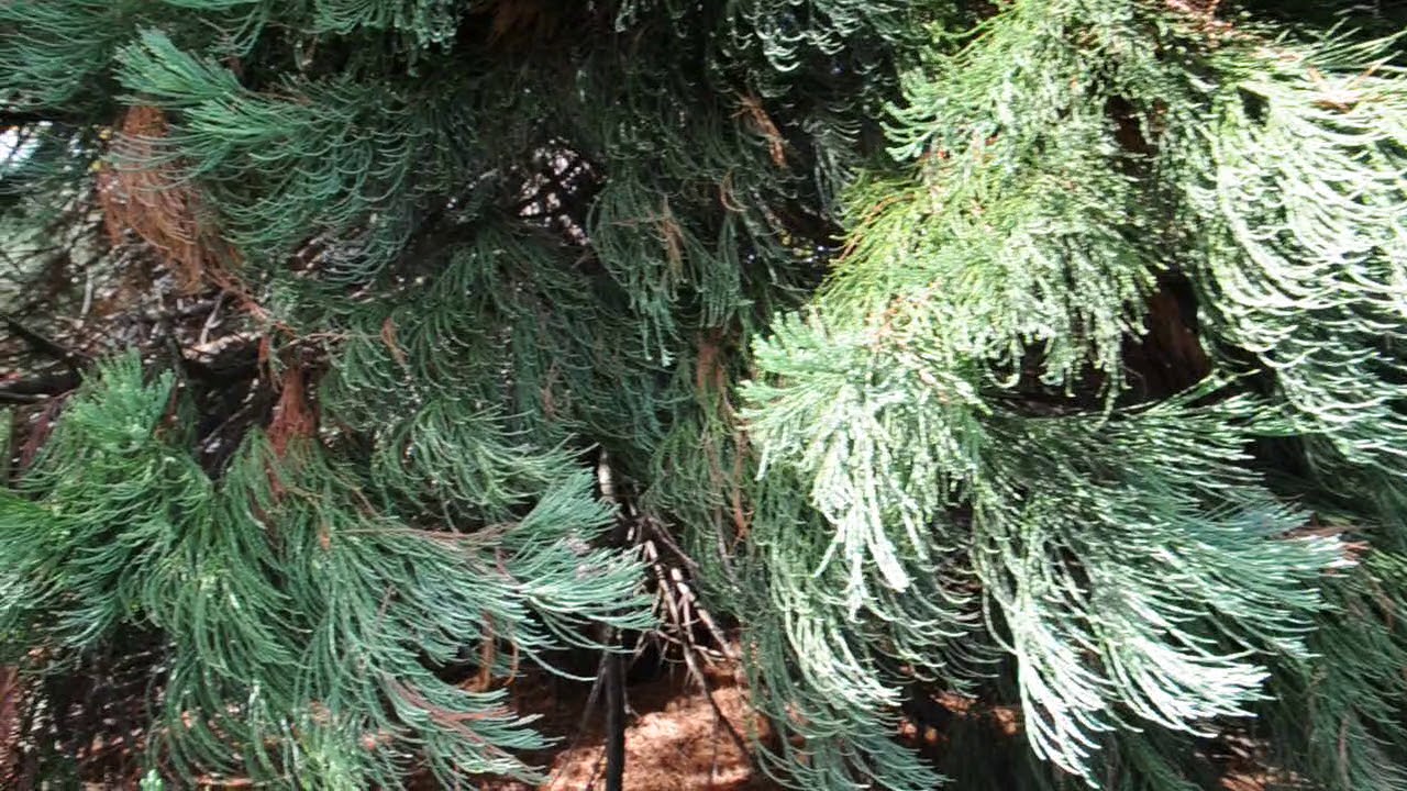 Giant Sequoia thrives in B.C's new climate