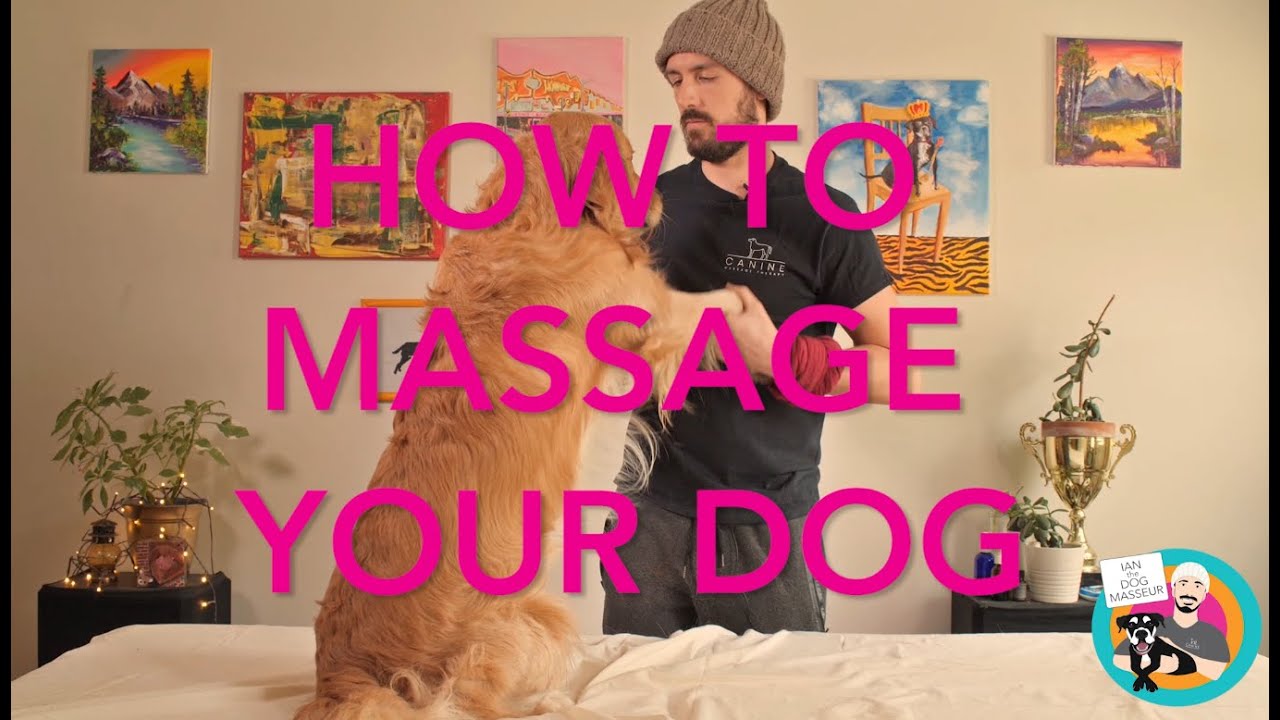 How To Massage Your Dog: Rules and Strokes