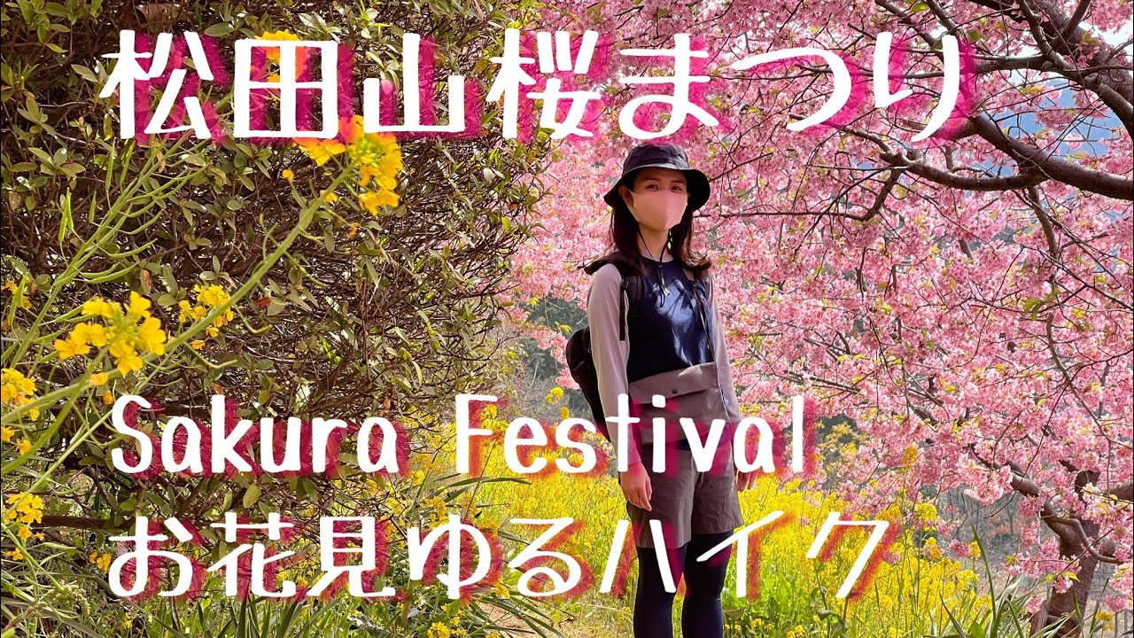 【お花見・ハイキング】松田山桜まつり Sakura Festival 満開の河津桜と菜の花