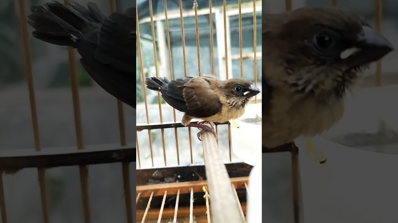 burung emprit gacor pancingan