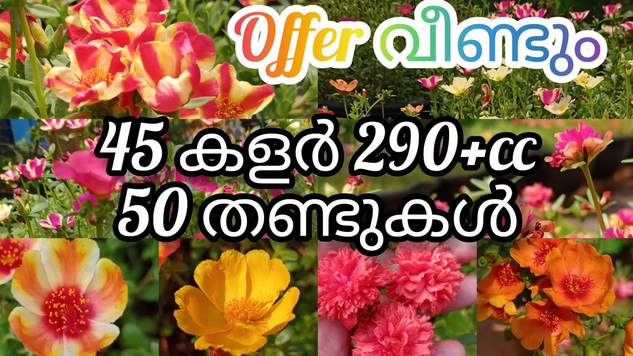 45 цветных патумани за 290 рупий. #youtubevideo #патумани #новинка #онлайнраспродажа #предложения...