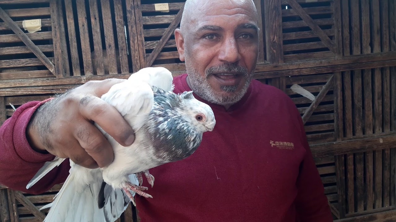 الحمام الغزار وحلوتو مع عم..مشمش..وعم..حسن وانتظروا الجزاء الثاني..مع. اوطة امبابة