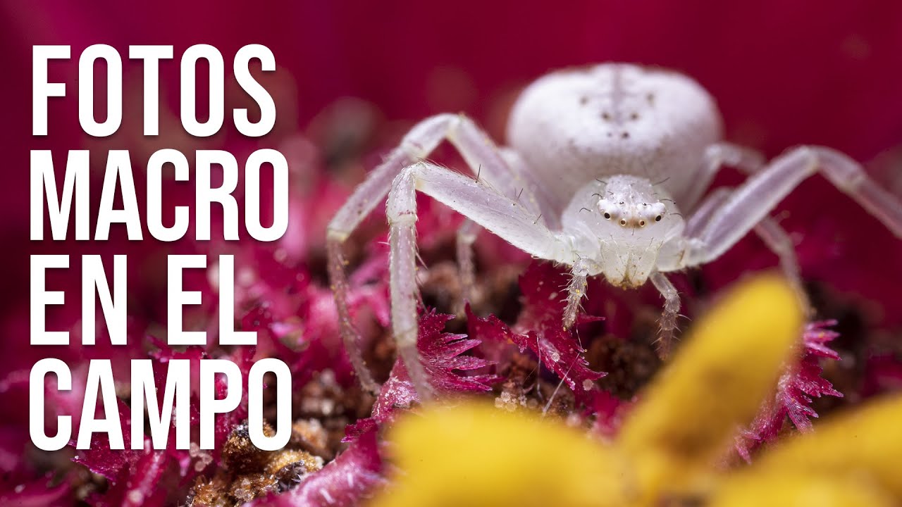 FOTOGRAFÍA MACRO 🐞 ultra macro hasta 5X a pulso | con el Laowa 25mm 2.8 ultra macro