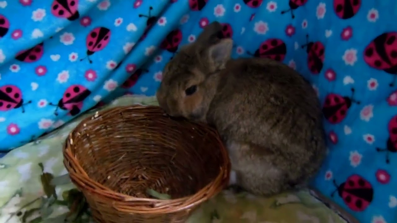 Zita says "Willow Basket Time".