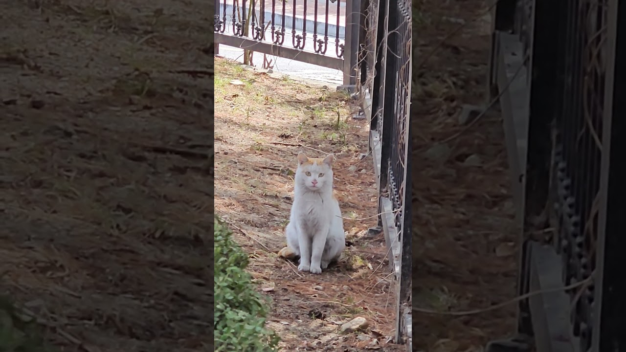고양이 망중한