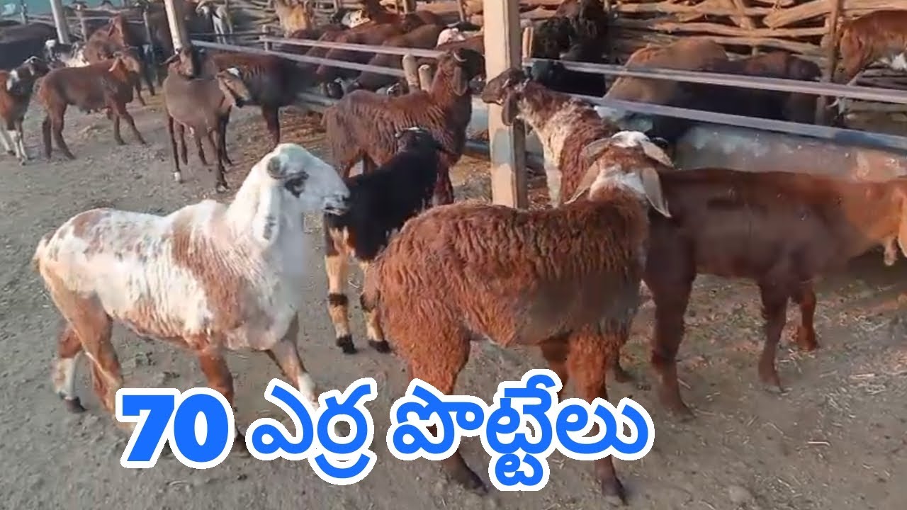 ఎర్ర పొట్టేలు 63 046 323 55 Red sheep Rams Bakra