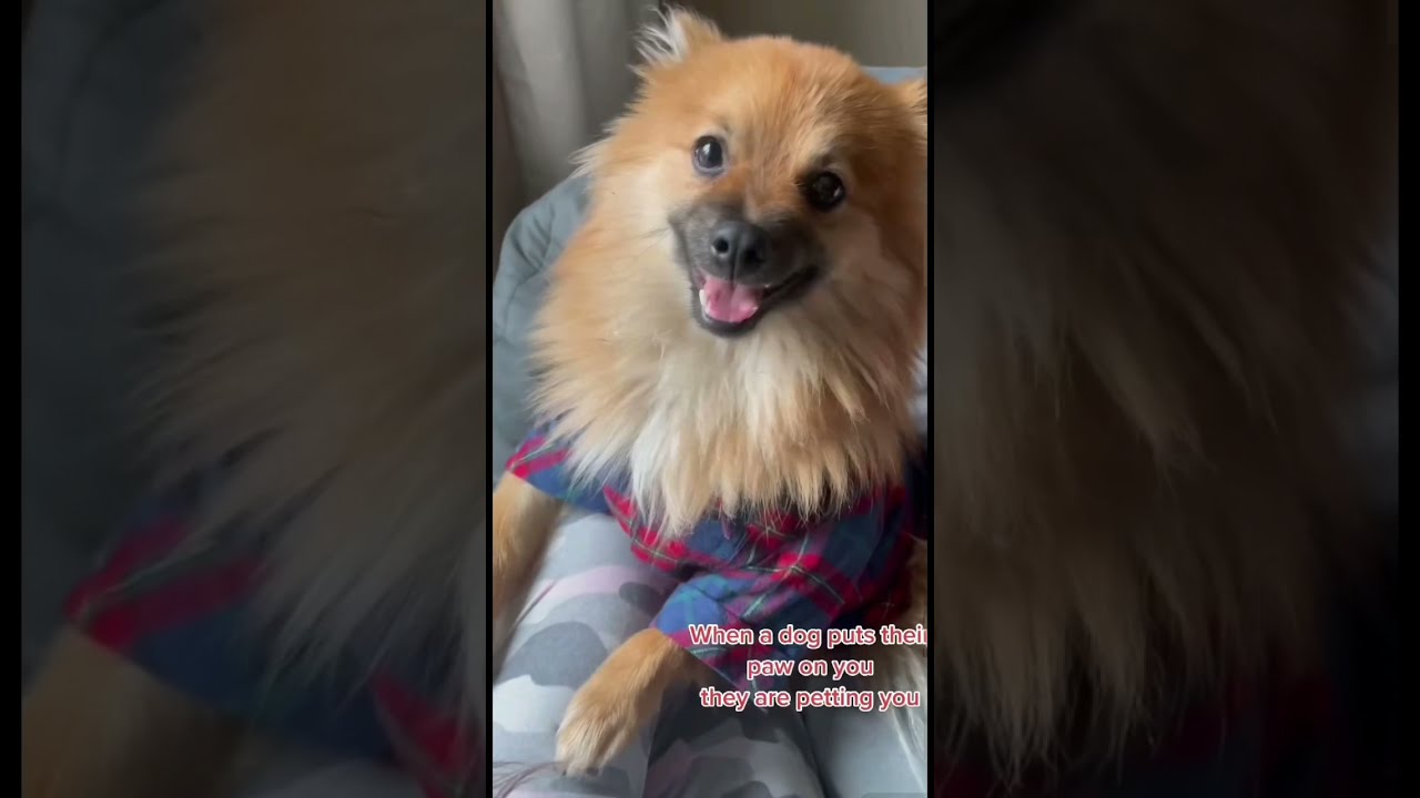 How to Stop Dog Barking 🐶