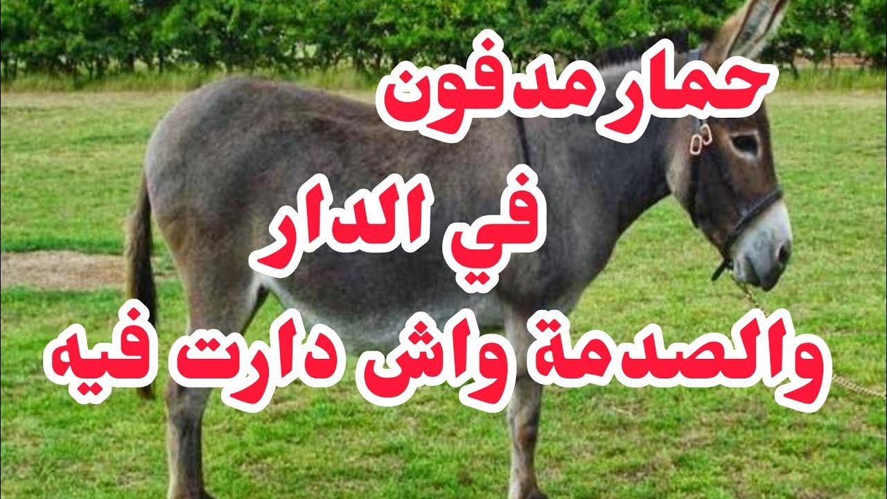 اعتراف لوستي في سكرات الم.وت ...حمار المدفون  في الدار ولي كانت تديرو فيه صددمة....