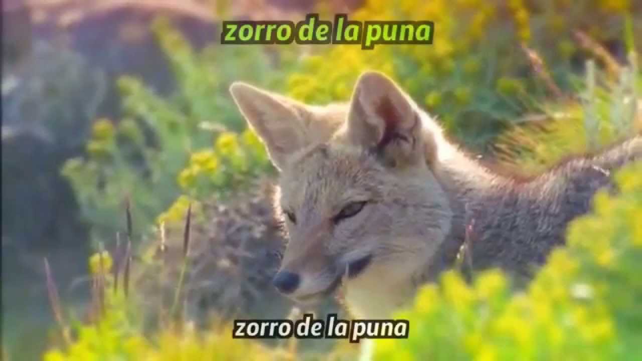 Zorro de la puna (Quechua - castellano)