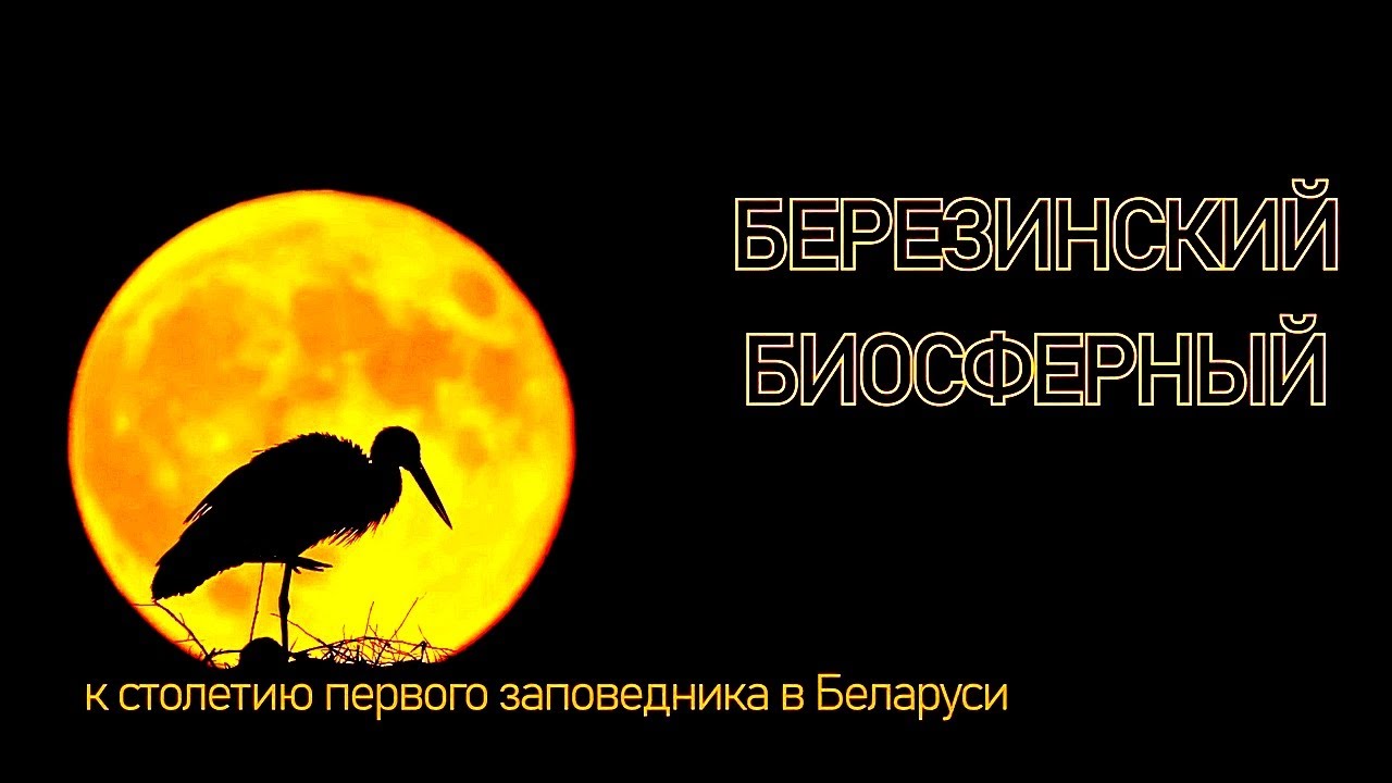 БЕРЕЗИНСКИЙ БИОСФЕРНЫЙ | Документальный фильм