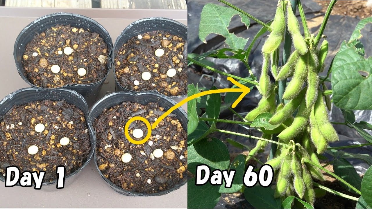 スーパーで買った大豆を植えてみると…！？　/  How to grow edamame  from soybeans bought at the store.