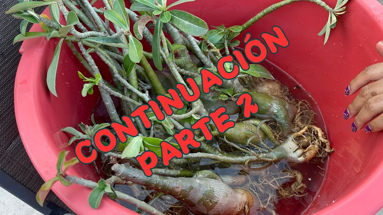 preparando a nuestras rosas para la primavera/ 2 parte
