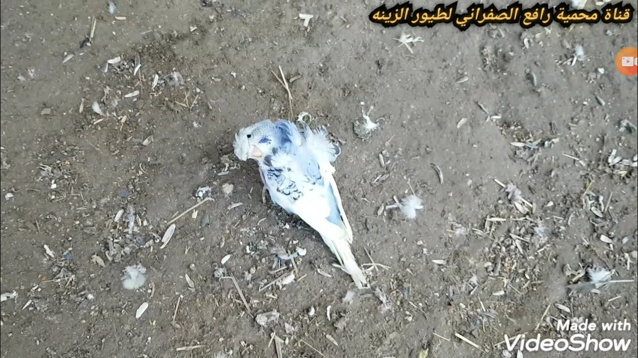 اسباب وعلاج اللتواء الرقبه عند افراخ طير الحب