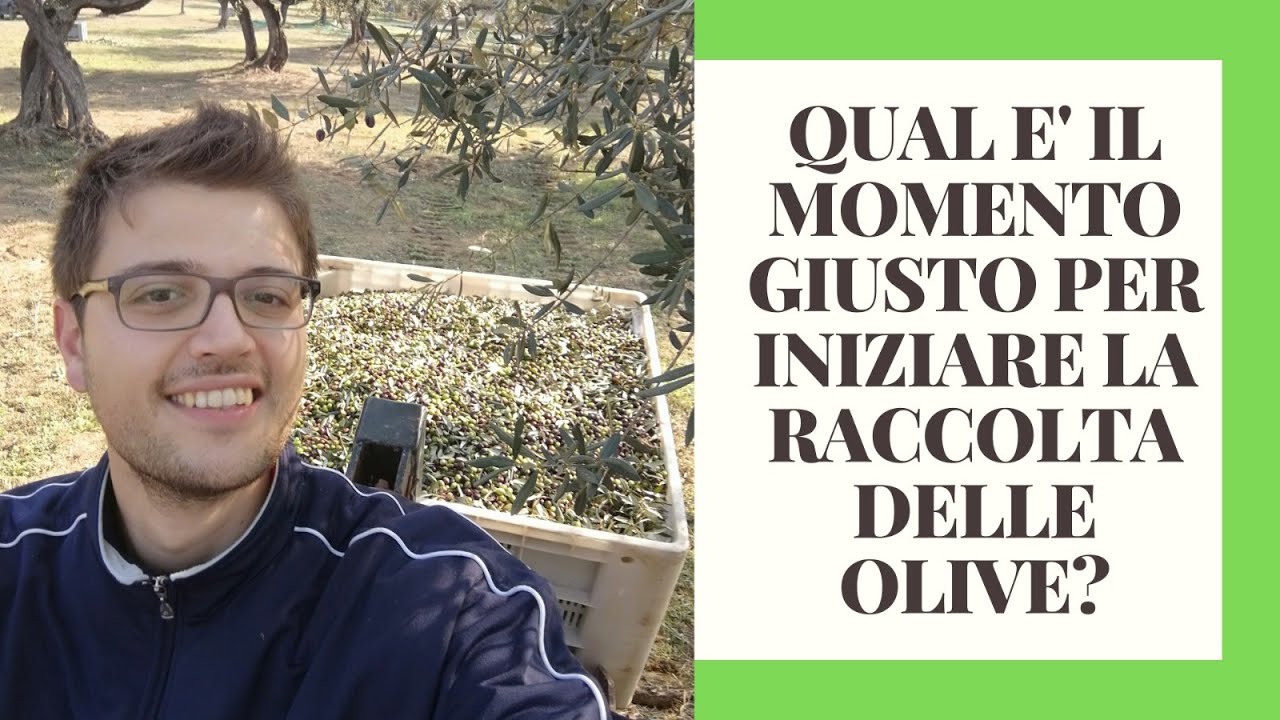 Qual è il momento giusto per iniziare la raccolta delle olive?