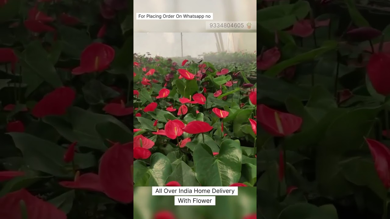 Rare Thailand Anthurium Plant Online Shopping 🪴 #anthurium #plants #garden #flowers