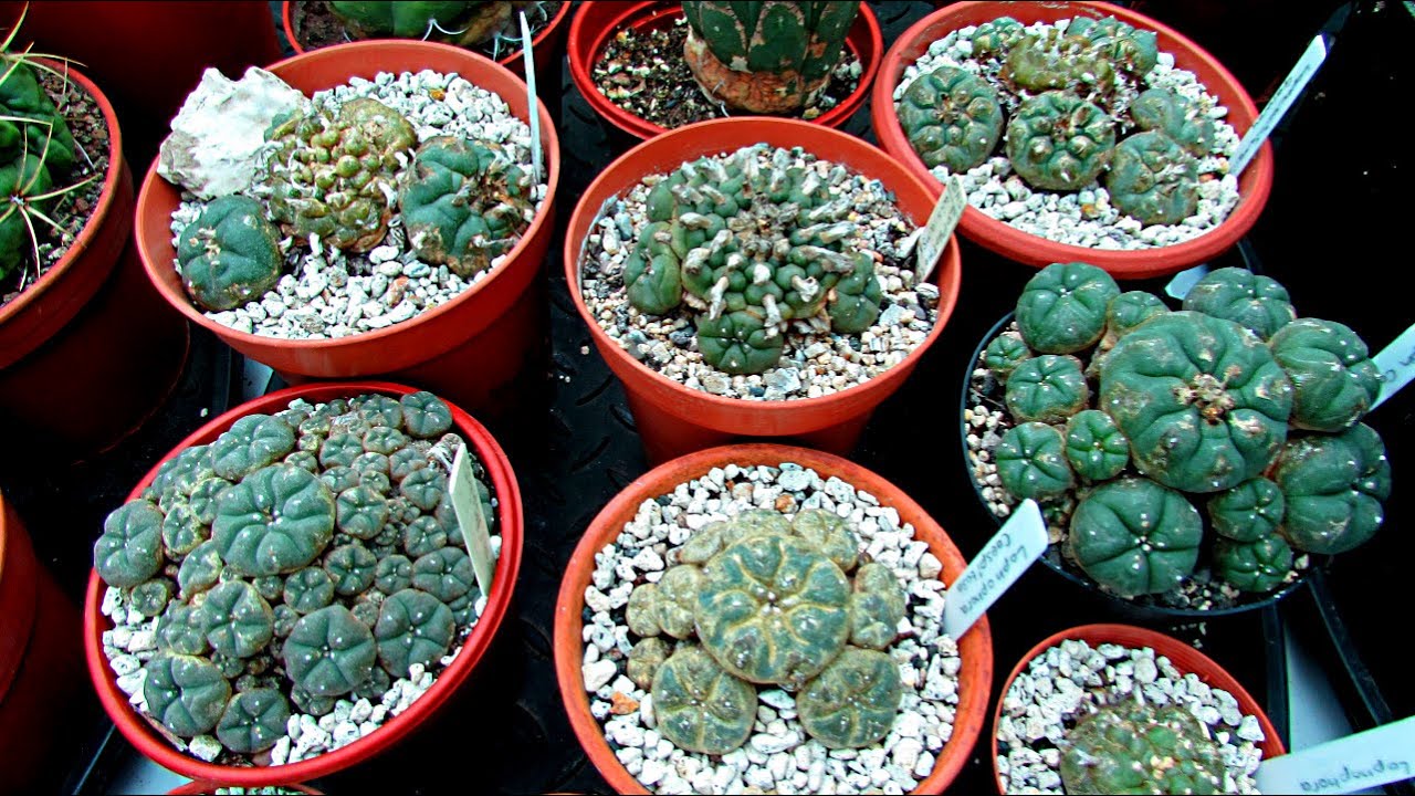 Spider Mite Damage on Lophophora Cacti & How to Treat - Peyote Cactus