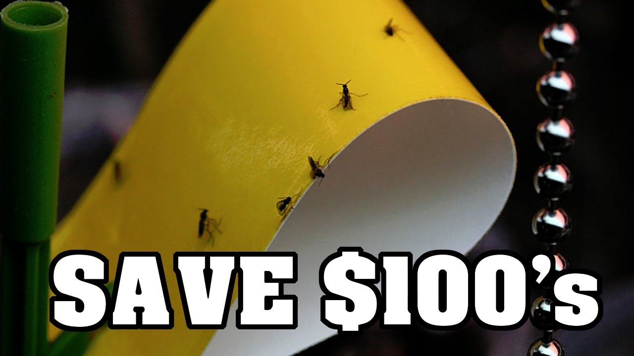 HOW TO Make Sticky Fly Trap - SAVE MONEY Do It Yourself