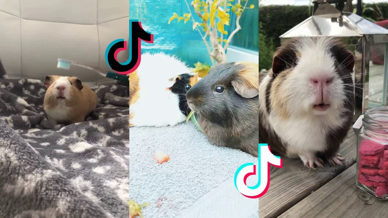 Cute Guinea Pigs - Tiktok Compilation #32