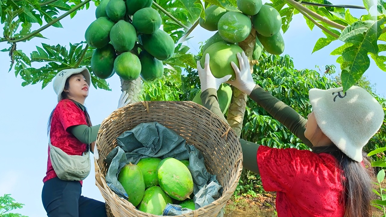 Harvesting Papaya for Market Sale | Cooking Papaya Soup with Pork Knuckle & Watering Vegetables