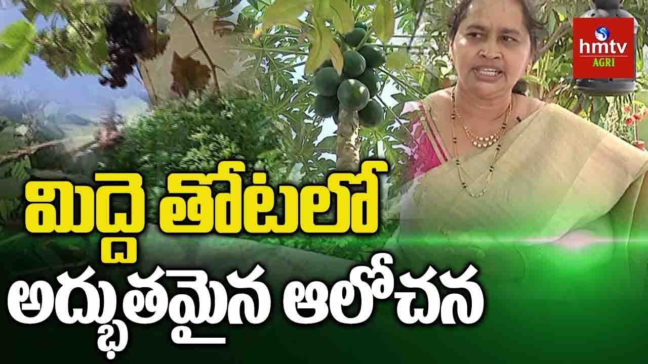 తక్కువ బడ్జెట్ తో మిద్దె తోట సాగు | Terrace Gardening By Noor Jahan | hmtv Agri