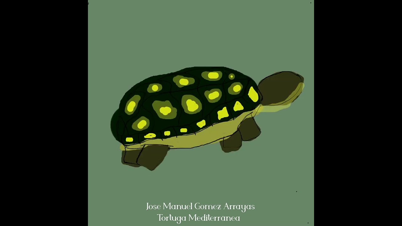 Tortuga (@josemanuelgomezarrayas) |Jose Manuel Gomez Arrayas