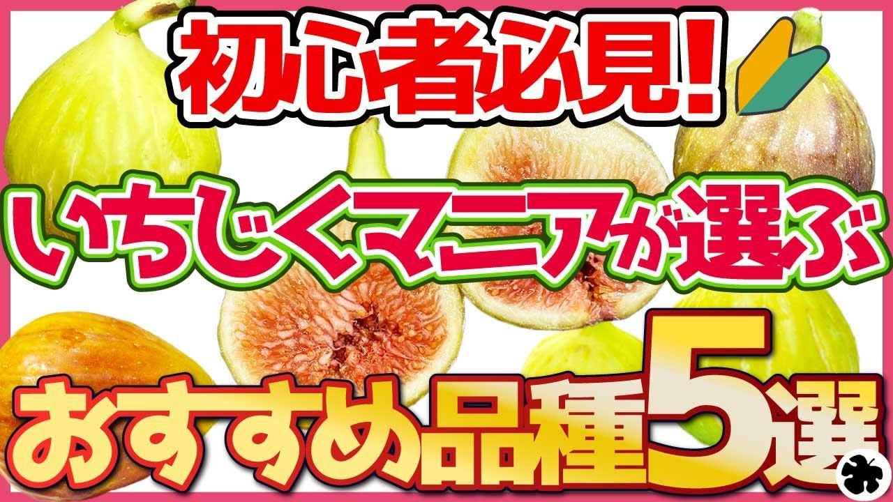 【2022年度版】いちじくマニアが選ぶおすすめ品種５選（イチジク）