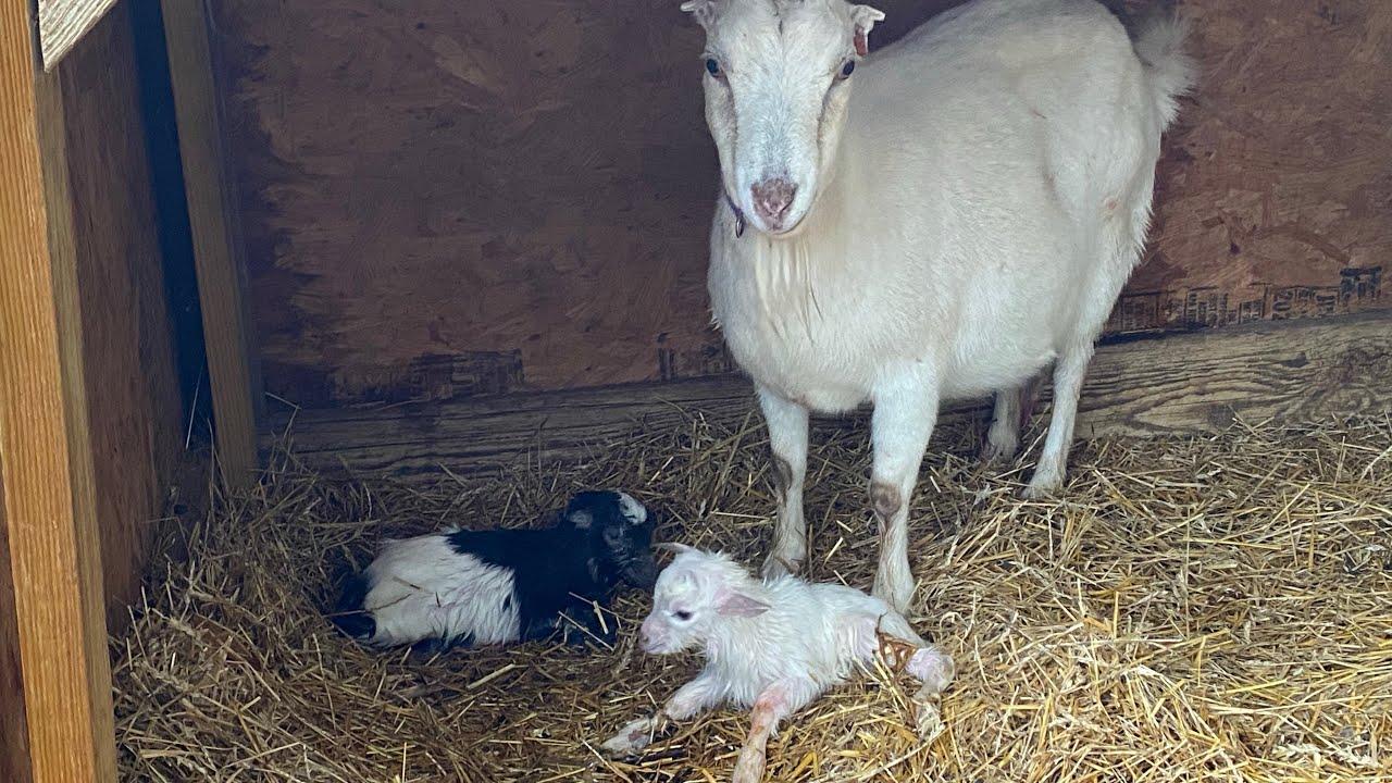 La Mancha/Spanish cross goats born