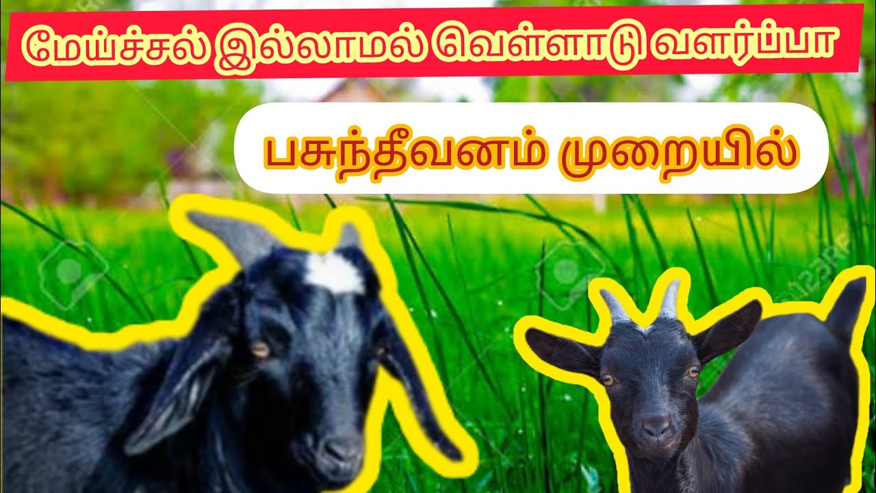 மேய்ச்சல் இல்லாமல் | வெள்ளாடு வளர்ப்பு | பசுந்தீவனம் முறையில் #aadusanthai #aadu#pannai#பசுந்தீவனம் 
