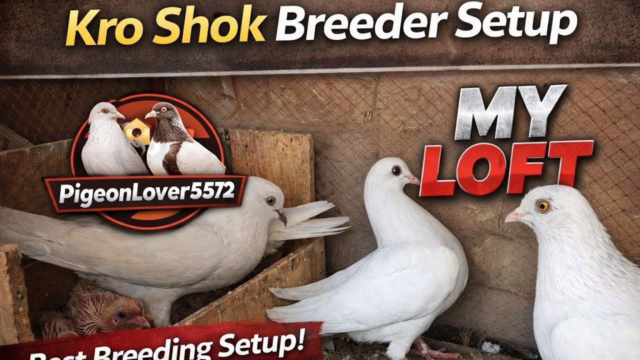 Breeder Setup | Kro Shok Kabuter Complete Pair Setup | Pigeon Breeding Tips