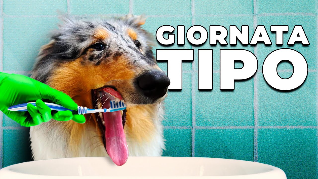 LA GIORNATA TIPO DEI MIEI CANI