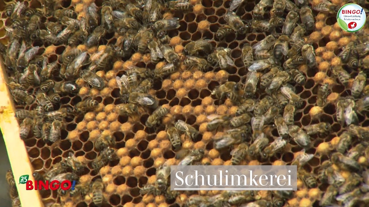 Schulimkerei an der BBS Lingen Wirtschaft