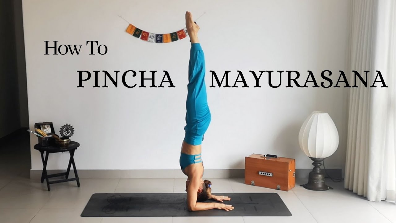 Pincha Mayurasana Tutorial - Warm up, Drills & Alignment Tips
