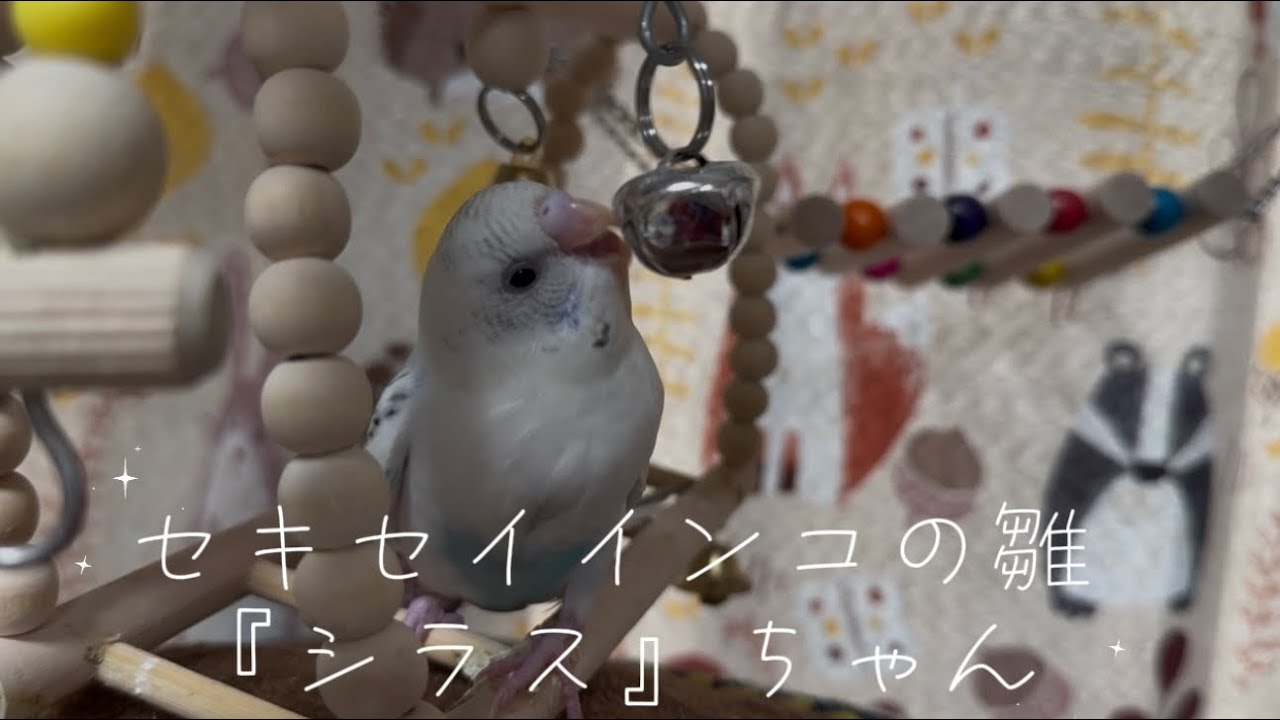 セキセイインコの雛　『シラス』ちゃん遊具で初めて遊んでみたよ　どうやらすずが大好き♡#セキセイインコ #javasparrow #インコ #birds #癒し #cute #かわいい 