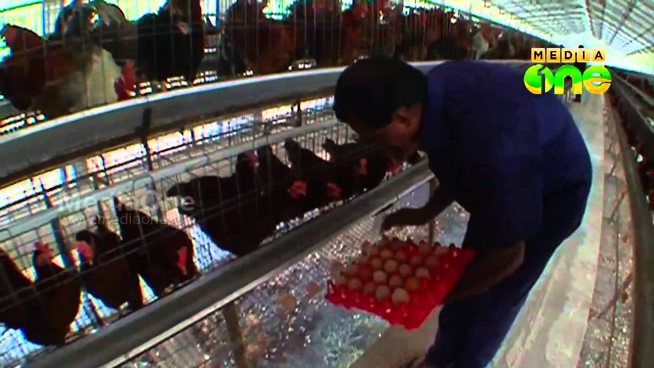 Njatuvela  Agricultural awareness - Poultry farming | കോഴി വളര്‍ത്തല്‍ (Part 2, Episode 10)