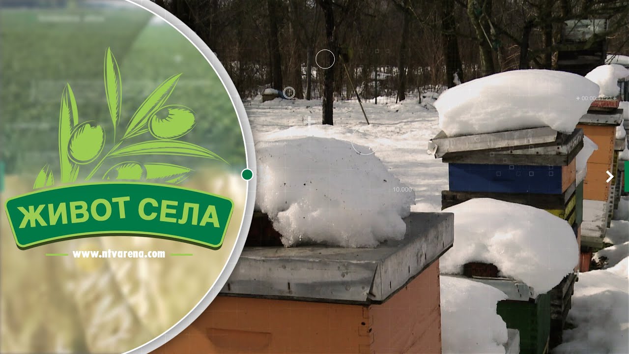 Pčelari očekuju više uspjeha nakon ove zime; Važno je da pčele imaju dovoljno hrane