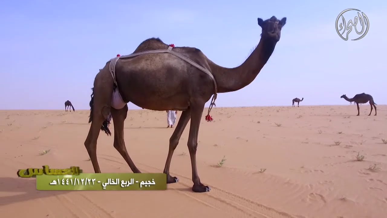 برنامج | العساس | خجيم - الربع الخالي 23 / 12/ 1441